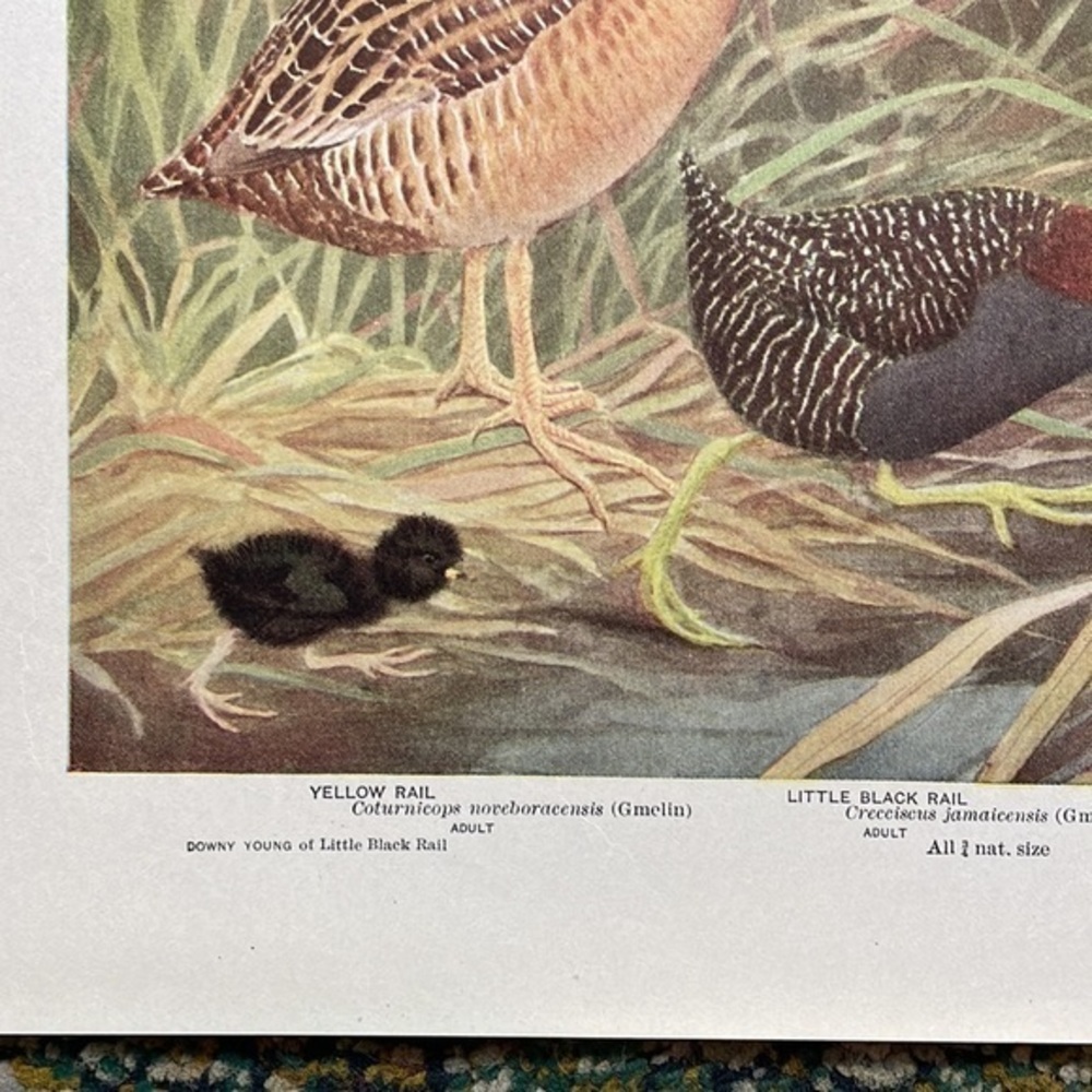 🖤 5 / $ 25 Antique Ornithological Bird Print Original - Picture 5 of 15